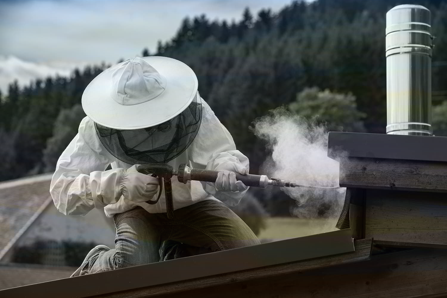 Wespenbekämpfung am Dach